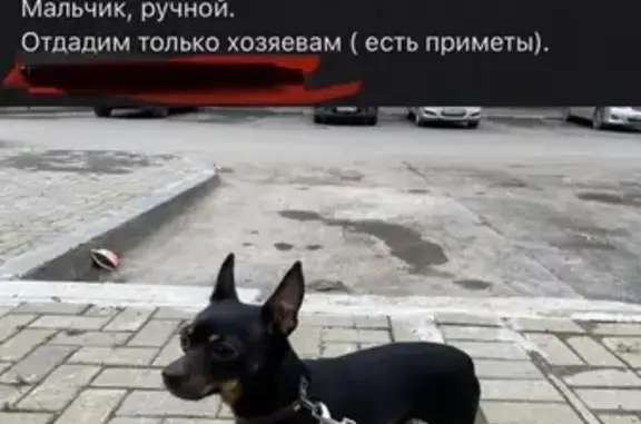 Собака Мальчик найдена на ул. Куйбышева, Екатеринбург