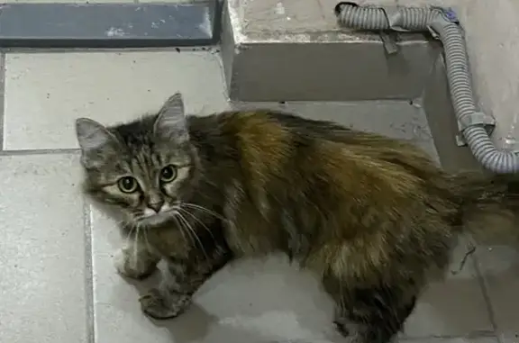 Найдена домашняя кошка на Серебряном Берегу