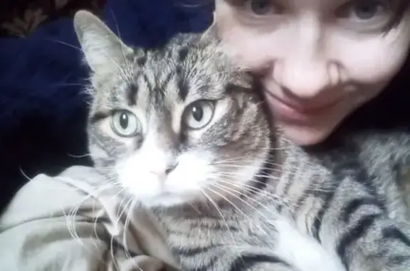 Пропала кошка Тиша в Ленинградской области, массив Кискелово.
