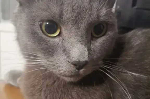 Найден кот Русской голубой породы в Москве