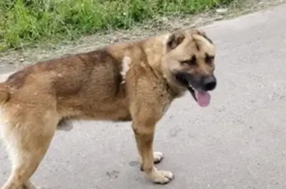 Собака найдена в Мытищах, деревня Манюхино