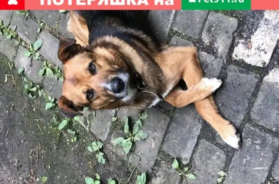 Пропала собака Бублик в Березняково, Сергиево-Посадский р-н.