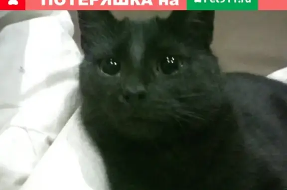 Пропала кошка по адресу Октябрьский пр-т, 26, вознаграждение!