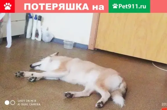 Пропала собака Рада в Долгопрудном, Павельцево, Новое шоссе 40