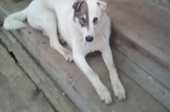 Собака найдена в Веськово, Переславль-Залесский