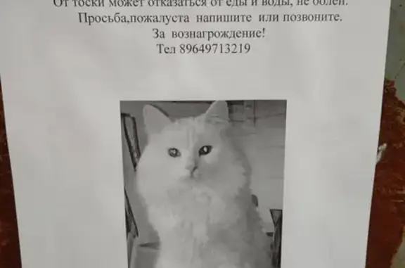 Кошки потеряшки, Тольятти, фото: Потеряшка кошка по адресу бульвар Ленина дом 9, нужна помощь!