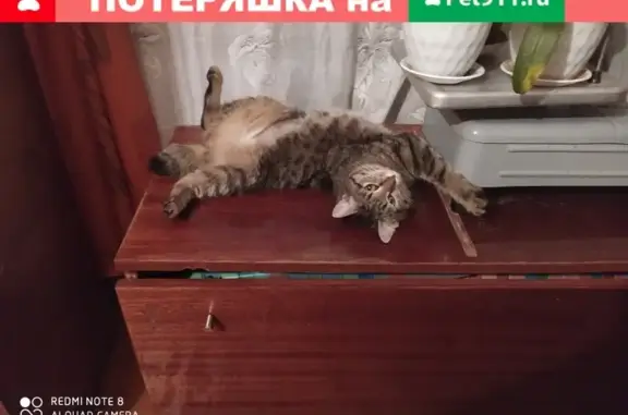 Пропала стерилизованная кошка с обрезанным хвостом в районе военного госпиталя, Томск.