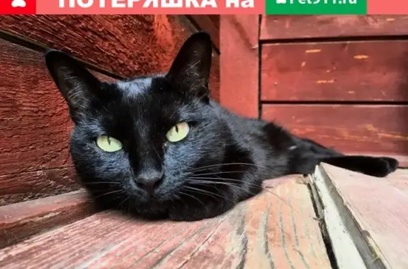 Пропала кошка в Armeyskiy, Moscow Oblast, Russia, 142140