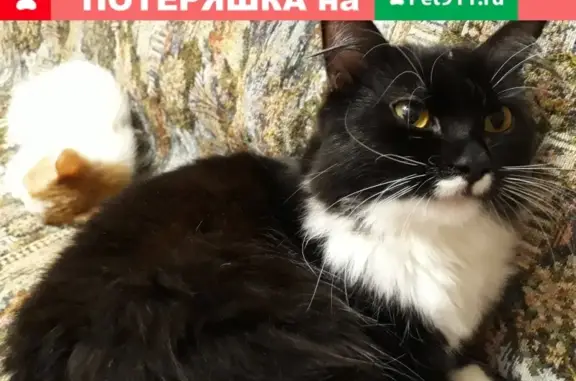Кошки потеряшки, Бугуруслан, фото: Потеряшка котик на улице 9 января в Бугуруслане
