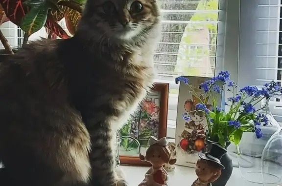 Кошки потеряшки, Тула, фото: Потеряшка кошка по адресу Кутузова, 29а.