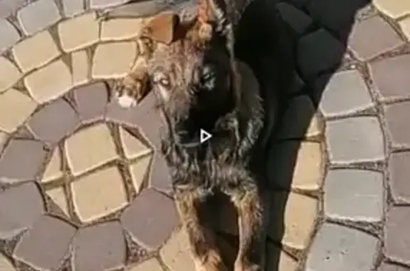 Собака найдена в д. Аннолово, Ленобласть, Россия