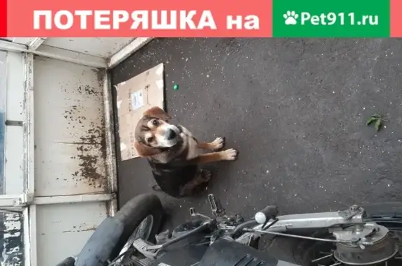 Собака найдена на улице Вавилова, Москва