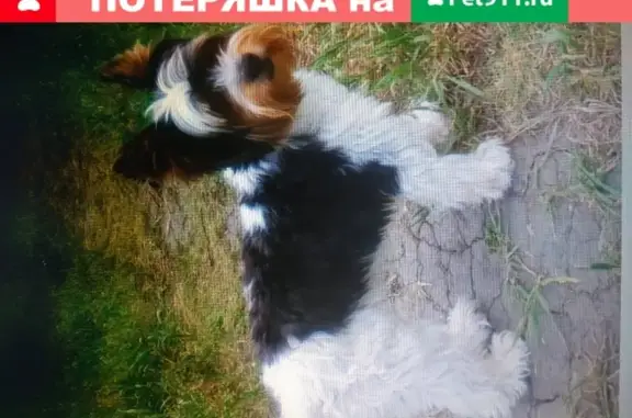 Собачка найдена в Омске