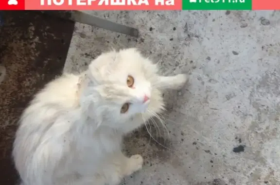 Белая вислоухая кошка найдена в районе Стрелецкого, Белгород