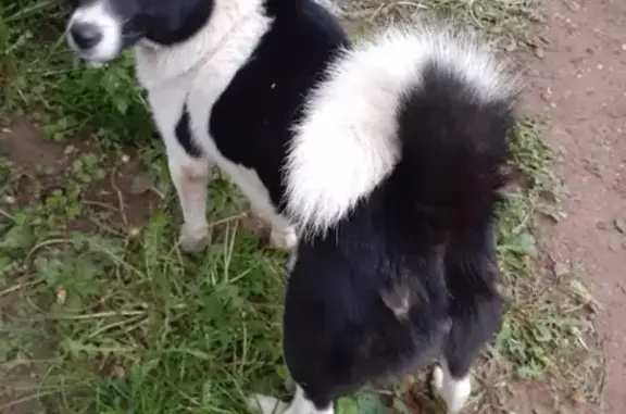 Найдена собака в деревне Станиславль, Москва