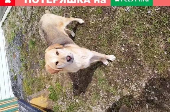 Пропала собака в Бисерти, Свердловская обл.