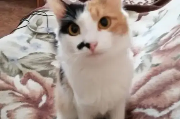 Кошки потеряшки, Чапаевск, фото: Потеряшка кошка в Чапаевске, Самарская обл.