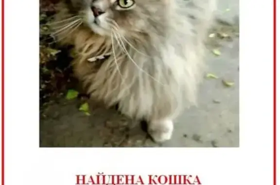 Найдена кошка возле дома 8 на 1-м Рощинском пр-де