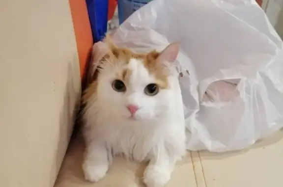 Объявления о пропавших и найденных животных, Курган, фото: Пропала кошка на даче 2 СНТ, Курган, Россия