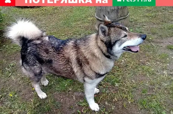 Собака Лайка найдена в деревне Новосёлка Краснооктябрьская, Ярославская область