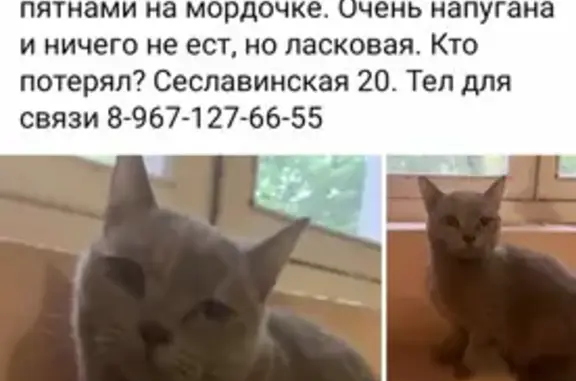 Найдена кошка на Сеславинской 20