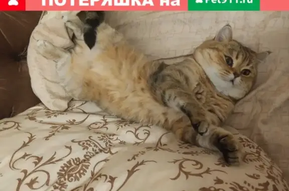 Кошки потеряшки, Шарапова Охота, фото: Потеряшка кошка в деревне Фенино, Московская обл.