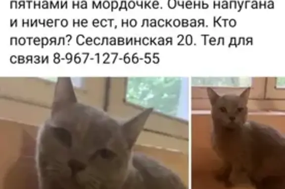 Найдена кошка на Сеславинской 20