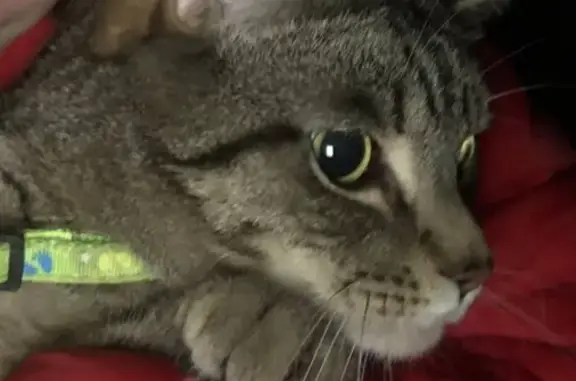 Кошки потеряшки, Псков, фото: Потеряшка серый кот в СНТ Факел, шлейка салатового цвета.