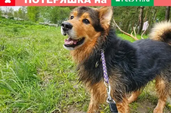 Найдена собака в Красногорске