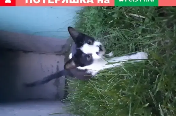Найден кот на пр. Гая в Ульяновске.