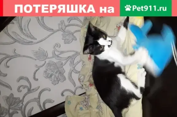 Найдена кошка на пр. Гая, 1 (Ульяновск)