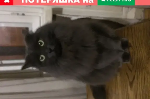 Пропала кошка на Бобруйской улице, вознаграждение за помощь