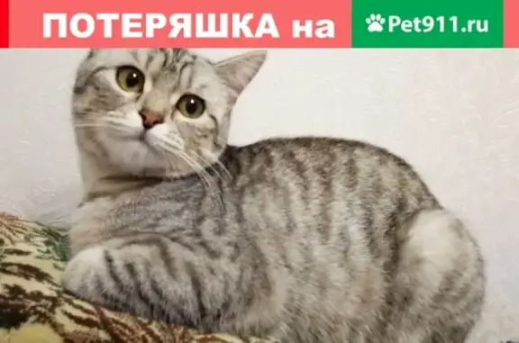 Пропала кошка на улице Кима, 8