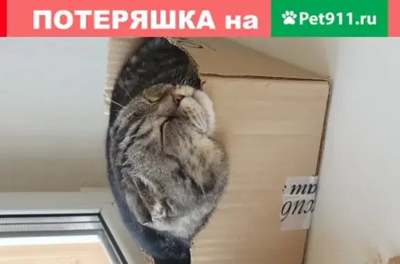 Найдена кошка на ул. Российская, 108