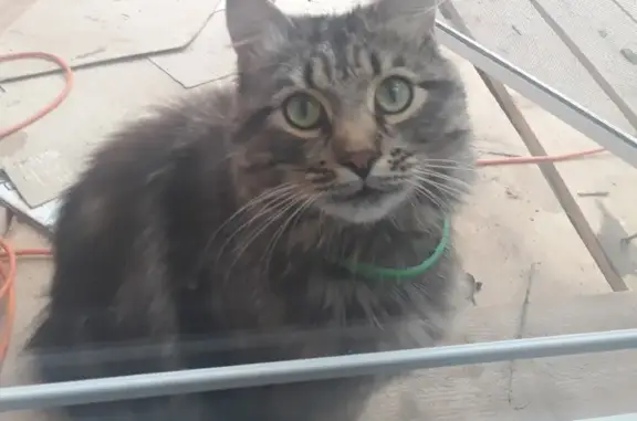 Найдена кошка в Горино, ищем хозяев