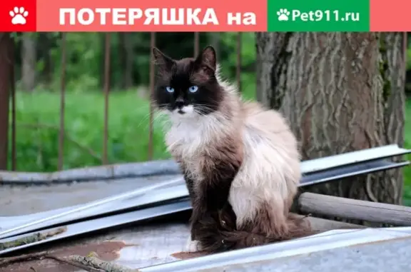 Найден кот в поселении Кленовское, Москва