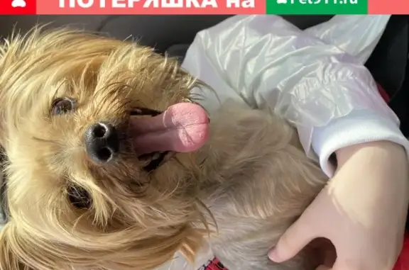 Найдена собака Йорк в Зеленогорске, СПб