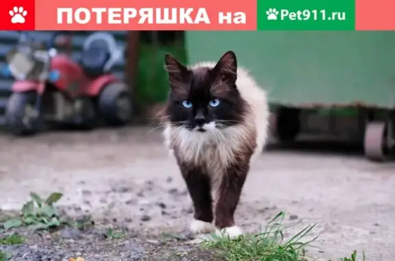 Найден кот в Кленовском поселении Москвы