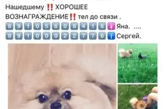 Пропала собака с клеймом LIG 59 в Москве