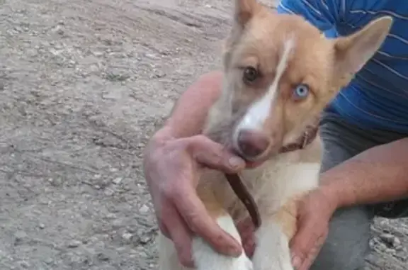 Новосибирск: найден щенок с разными глазами на ул. Тульской 210