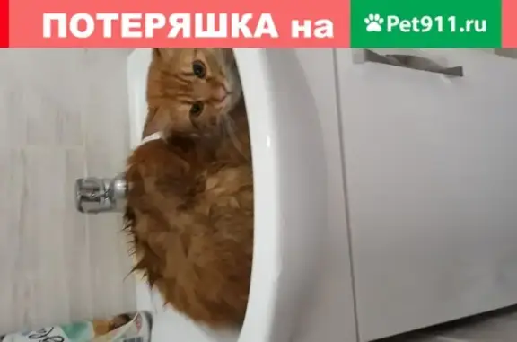 Кот-добряк найден в Кемерово