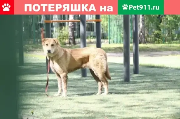 Найдена пугливая собака на стадионе школы 1507, Коньково