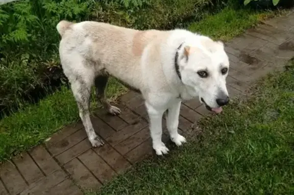 Найдена собака в Якотском поселении, Московская область