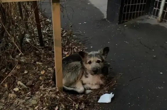 Пропала собака на ул. Миллионщикова, Москва