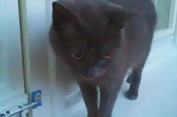 Кошка найдена в Нижневартовске, Россия.