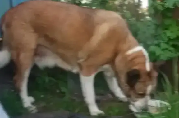 Найдена собака в Ломоносовском рн, Аннино-Новоселье, с подрезанным ушком.