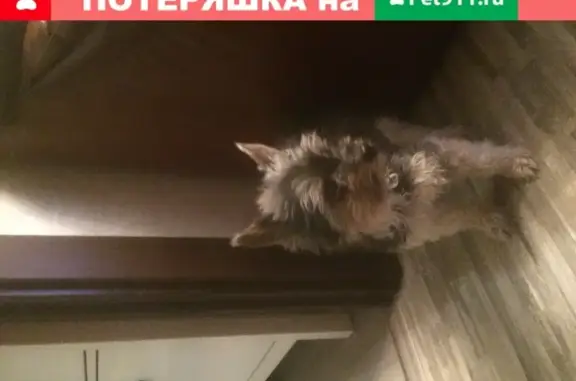 Серо-белая йоркширская собака подошла к машине в Москве
