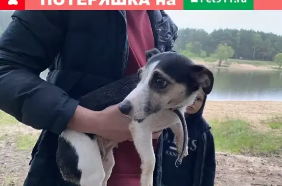 Собака найдена в Протвино, Московская обл.