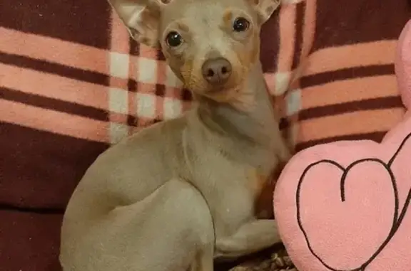 Потерянные животные дома отдыха Бекасово, фото: Пропала собака Лиловый русский той терьер, Московская область, 46Н-06064