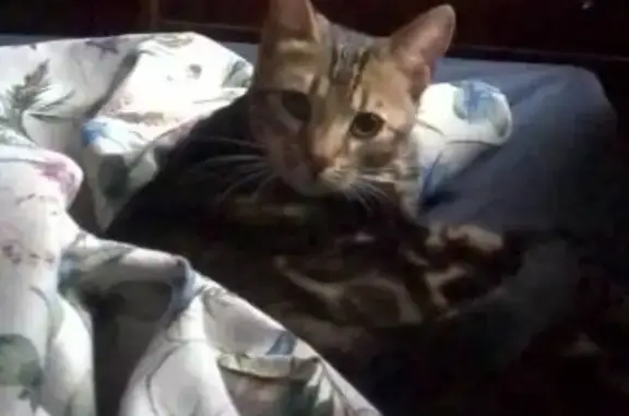Найден кот с бенгальским окрасом в Балашихе